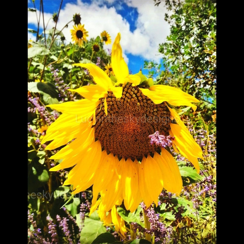 Sunflower Wildflower Landscape Nature Art Print Photography 8.5x11 - Picture 2 of 5